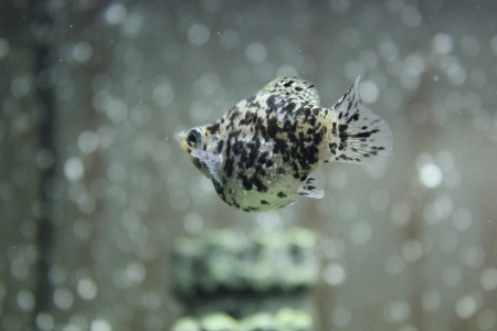 Моллинезия мрамор баллон (Poecilia sphenops Marble Molly balloon) 3,3-3,5см