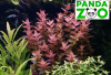 Bacopa colorata- Бакопа колората  L151