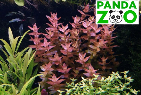 Bacopa colorata- Бакопа колората  L151