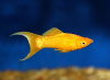 Моллинезия желтая лирохвостая (Poecilia sphenops Gold Molly)