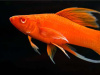 Меченосец Геллера красный лирохвостый (Xiphophorus helleri Red Lyretail)