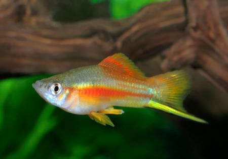 Меченосец Геллера неоновый (Xiphophorus helleri Neon)