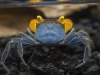 Краб Вампир Лекауда Самка  (Geosesarma sp. “lecauda”)