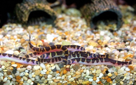 Акантофтальмус Кюля (Acanthophthalmus Pangio kuhlii) 5 см 