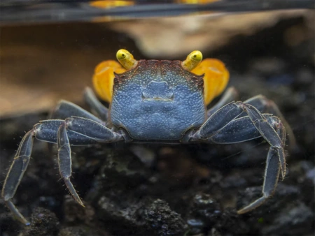 Краб Вампир Лекауда Самка  (Geosesarma sp. “lecauda”)