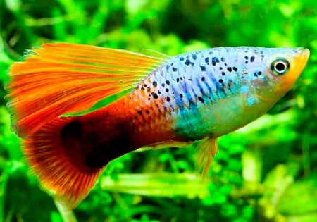 Пецилия гавайская пестрая краснохвостая высокоплавничная  (Xiphophorus variatus Hawaii Red Tail Hi-fin Platy)