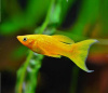Моллинезия желтая лирохвостая (Poecilia sphenops Gold Molly)