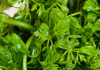 Лимнофила сидячецветковая (Limnophila sessiliflora)