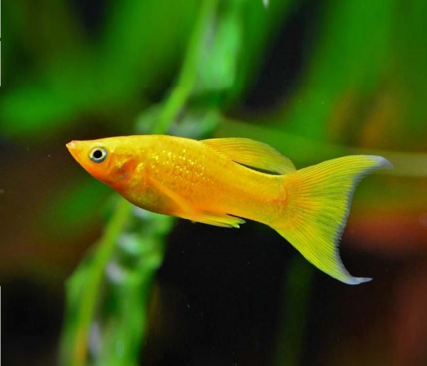 Моллинезия желтая лирохвостая (Poecilia sphenops Gold Molly)