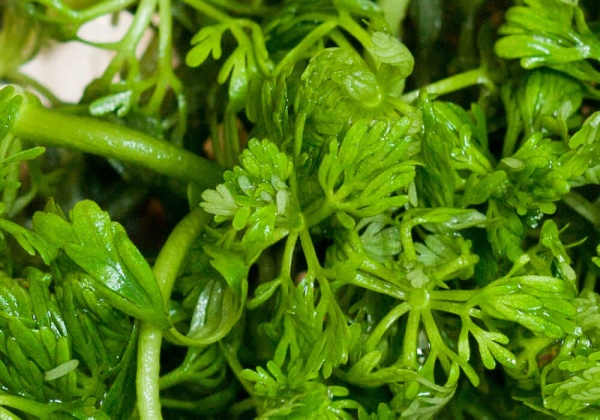 Лимнофила сидячецветковая (Limnophila sessiliflora)