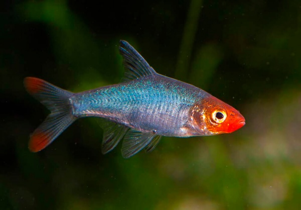 Расбора Савбва или Красноносая расбора (Sawbwa resplendens)