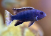 Цихлида Аки белохвостый (Pseudotropheus acei Ngara) Псевдотрофеус ацей Нгара 4-5 см