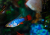 Пецилия синяя высокоплавничная  (Xiphophorus variatus blue Tail Hi-fin Platy)