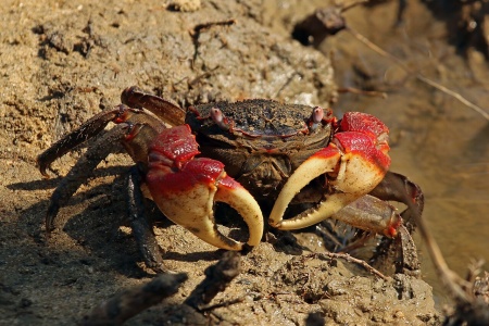 Краб Красный Паук (Neosarmatium smithi Red Spider Crab)