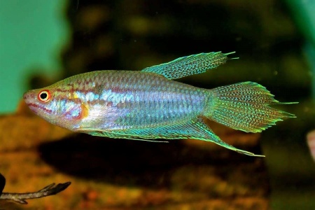 Гурами Ворчащий (Trichopsis vittata)