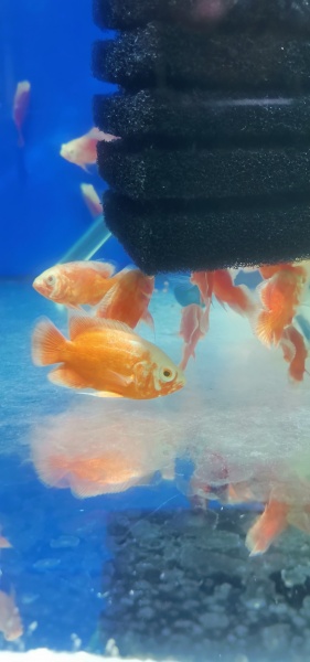 Цихлида Астронотус Красный 5 см  (astronotus-ocellatus Red)