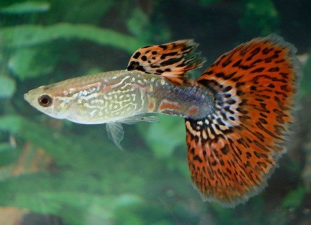 Гуппи красная мозаика (Poecilia reticulata red mosaic)