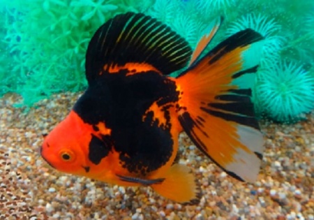 Риукин красно-черный (Goldfish Ryukin red-black )