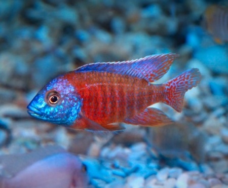 Цихлида Копадихромис Каданго (Copadichromis borleyi «Kadango»)