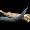 Мастацембел Краснополосый (Mastacembelus Erithrothaenia)  7-8 см