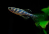 Данио рерио (Danio rerio)