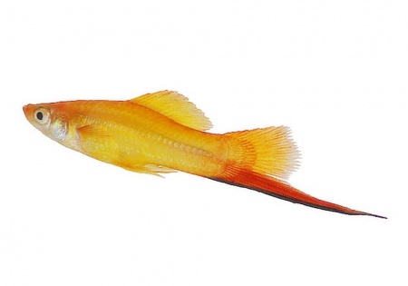Меченосец Золотая комета (Xiphophorus helleri Golden)