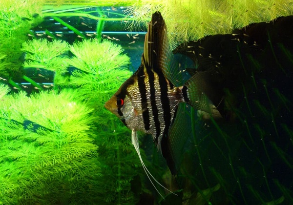 Скалярия Зебра бриллиантовая (pterophyllum zebra Diamond)