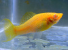 Моллинезия оранжевая лирохвостая (Poecilia sphenops orange Lyretail Molly)