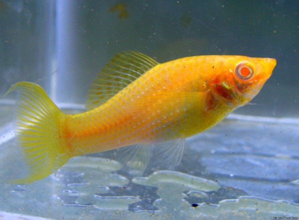 Моллинезия оранжевая лирохвостая (Poecilia sphenops orange Lyretail Molly)
