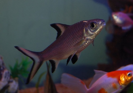 Акулий Балу (Balantiocheilus melanopterus)