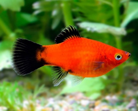 Пецилия красная чернохвостая (Xiphophorus maculatus red black tail)