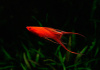 Меченосец Геллера красный лирохвостый (Xiphophorus helleri Red Lyretail)