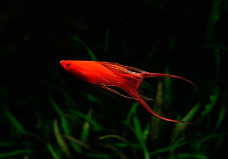Меченосец Геллера красный лирохвостый (Xiphophorus helleri Red Lyretail)