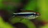 Неон чёрный (Hyphessobrycon herbertaxelrodi)