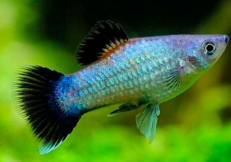Пецилия голубая чернохвостая (Xiphophorus maculatus blue blacktail)