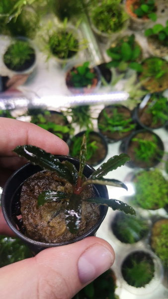Буцефаландра Вельвет  (Bucephalandra sp. Velvet)  1 ветка