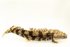 Полиптерус Эндлихера (Polypterus endlicheri) 5-7 см