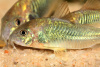 Коридорас золотистый, или бронзовый сом (Corydoras aeneus)