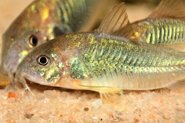 Коридорас золотистый, или бронзовый сом (Corydoras aeneus)