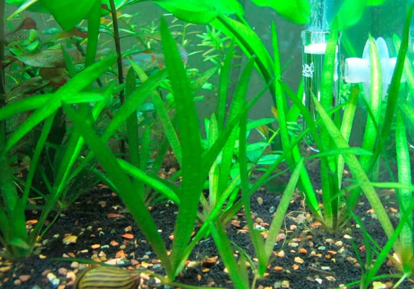 Валлиснерия малая американская натанс (Vallisneria americana var.natans)