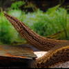 Мастацембелус Пантерикус (Mastacembelus pantherinus ) 7-8 см