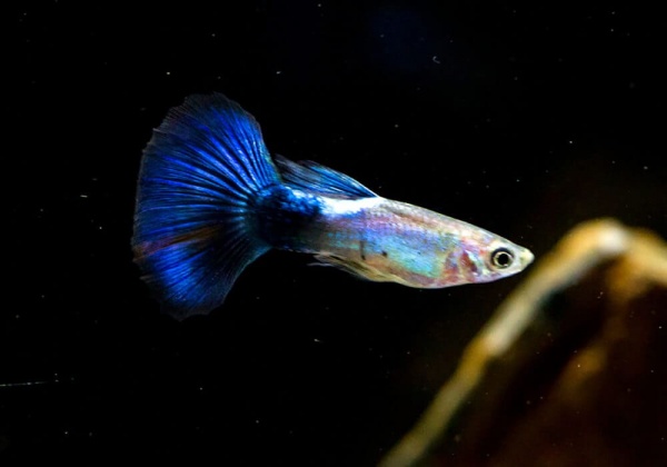 Гуппи синий бриллиант (Guppy Blue Diamond)