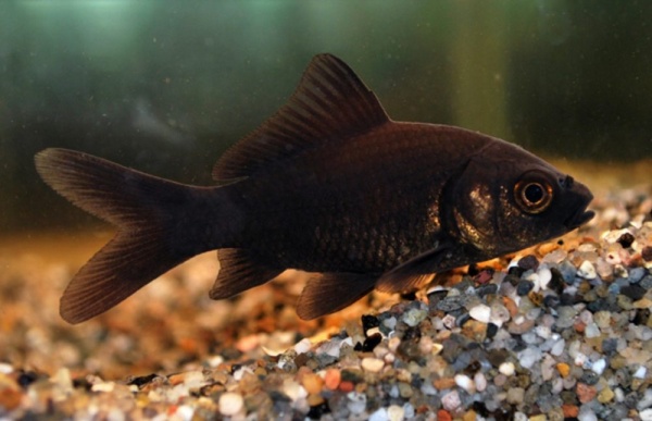 Золотая рыбка Комета черная (Goldfish comet black)