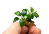 Анубиас нана Карликовый (Anubias nana)