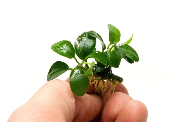 Анубиас нана Карликовый (Anubias nana)