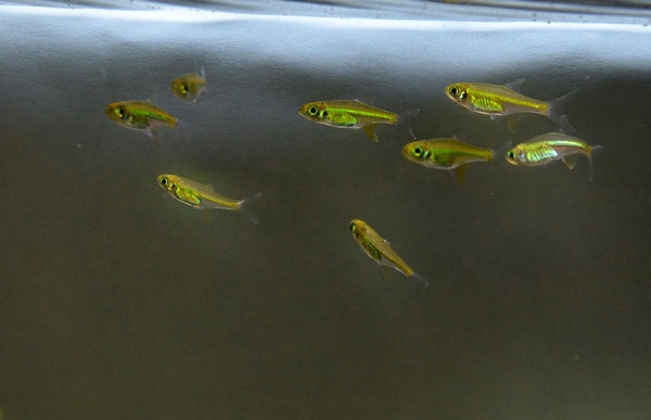 Микрорасбора Кубота (Microdevario kubotai) 1,1-1,2 м