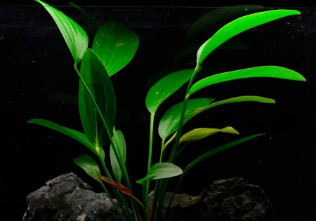 Эхинодорус розе розовый (Echinodorus Rose)