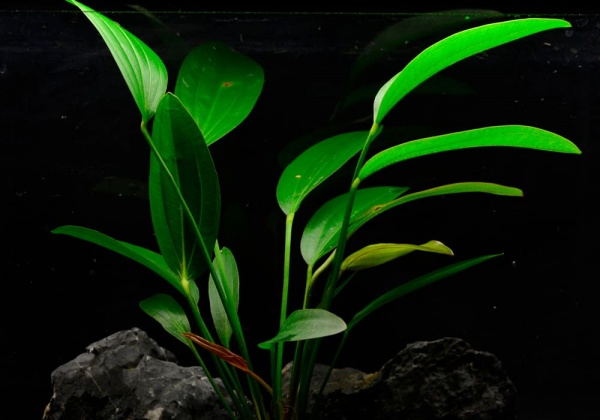 Эхинодорус розе розовый (Echinodorus Rose)