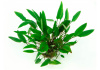Криптокорина родственная аффинис (Cryptocoryne affinis)
