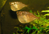 Клинобрюшка обыкновенная (Gasteropelecus sternicla)